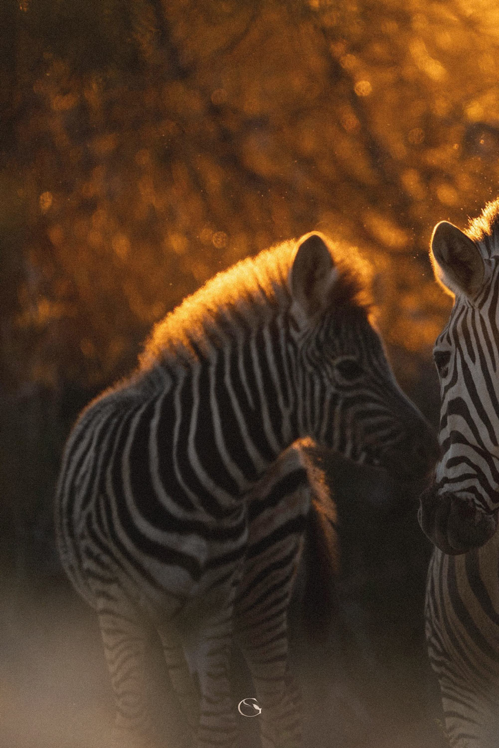 Zebras backlit by the golden evening light